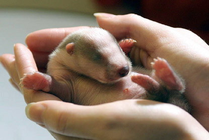 Snowdrop, un bursucel de numai o saptamana, salvat de la moarte sigura!