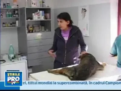 Masacrul patrupedelor continua la Craiova. Alti opt caini omorati