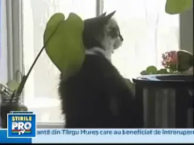 Gata sa faca revolutie pentru ca pisica lor favorita sa stea in restaurant