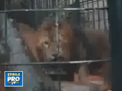 Socant! Animalele exotice, depozit pentru droguri!