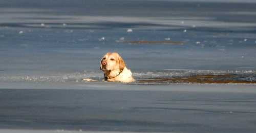 Salvare cu peripetii in Boston. Personajele: cainele, foca si pompierul