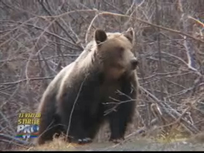 Doi ursi tinuti 11 ani in captivitate vor cunoaste o viata noua