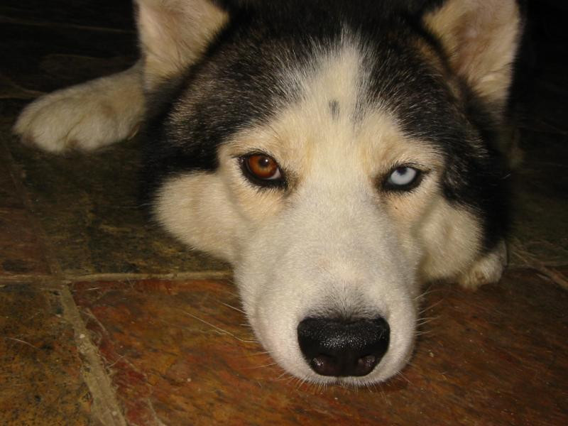 Hoata cu blanita si codita!