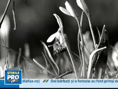 Primavara ne-a facut cu ochiul, dar de maine vine frigul!