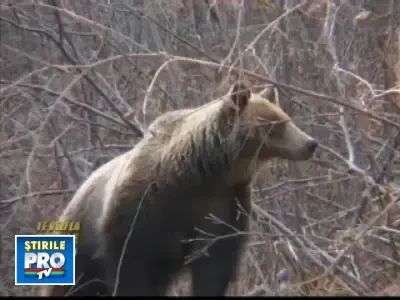 Te vezi la Stirile Pro Tv: Rezervatia LiBEARty – raiul ursilor pensionari (II)