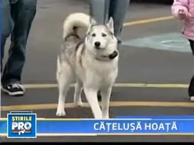 Hoata cu blanita si codita!