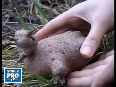 E o rata! E o vaca! Ba nu, e un cartof!