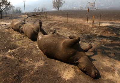 S-au strans milioane de dolari pentru victimele incendiilor din Australia