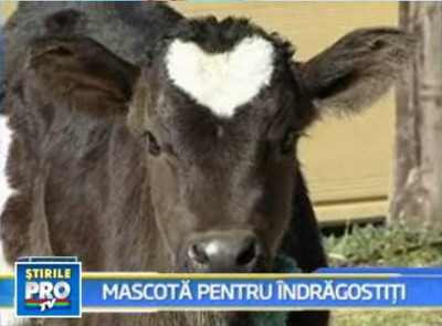Un vitel cu o inima in frunte a devenit mascota Japoniei de Sf. Valentin
