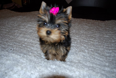 catelul lui Mihai Petre