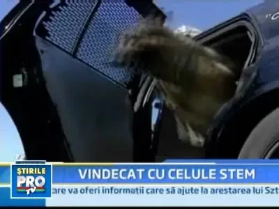 Primul catel vindecat cu ajutorul celulelor stem