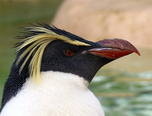 Ea este femela pinguin care sufera din dragoste!