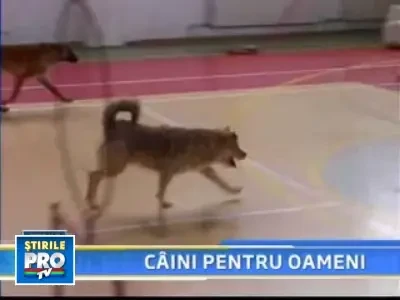 Iubiti si cainii maidanezi!