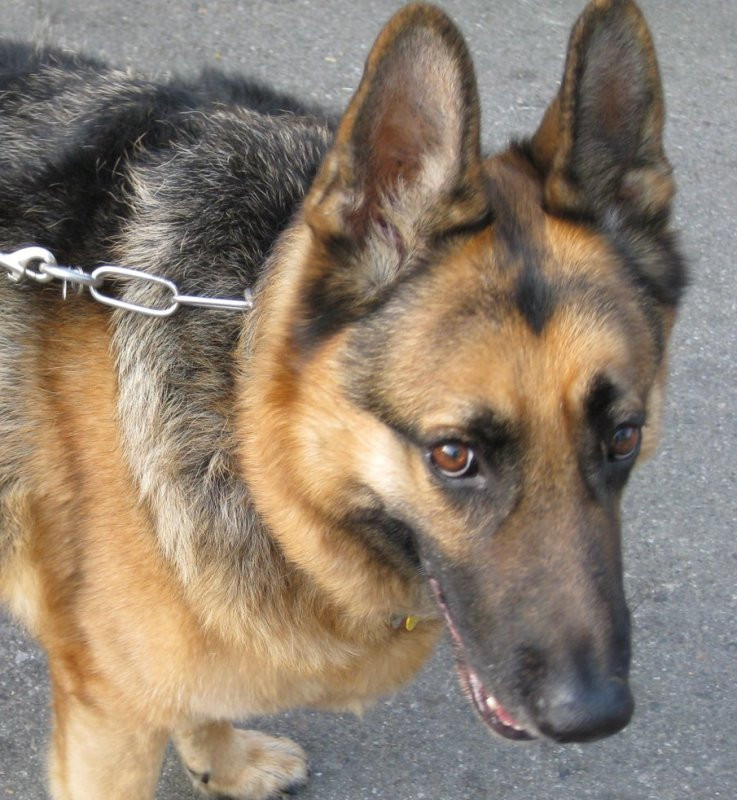 Starea baietelului sfasiat de un caine lup este stabila