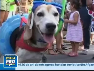 Copacabana invadata de patrupede in hainute de sarbatoare