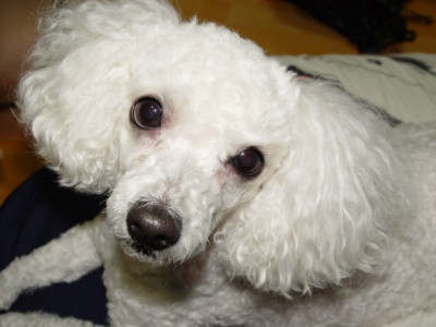 La giugiuleala de dimineata din pat, catelul i-a muscat o bucata din nas!