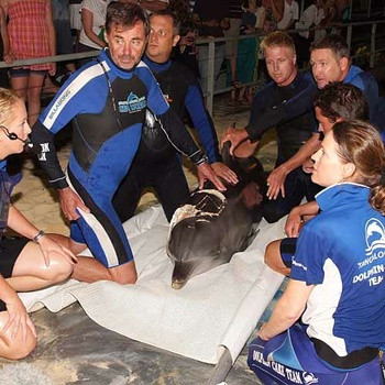 Delfin salvat de un alt delfin, dupa ce a fost atacat de rechini!