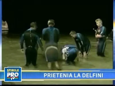 Delfin salvat de un alt delfin, dupa ce a fost atacat de rechini!