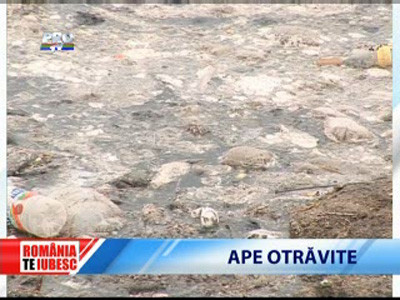Romania, te iubesc! Ape otravite