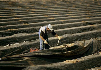 Slujbele nemtilor, amenintate de cetatenii din noile state membre UE