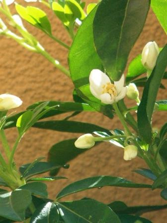 Martisoare din blanita de miel sau macaroane!