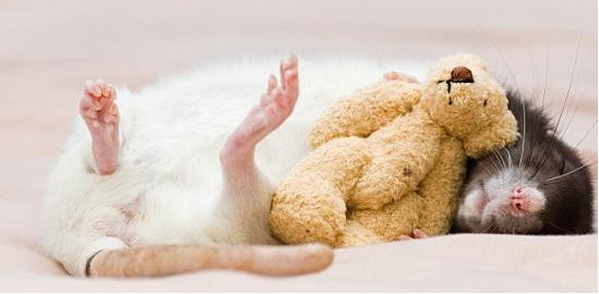 Soricelul fotomodel! Vezi aici pozele cu el!