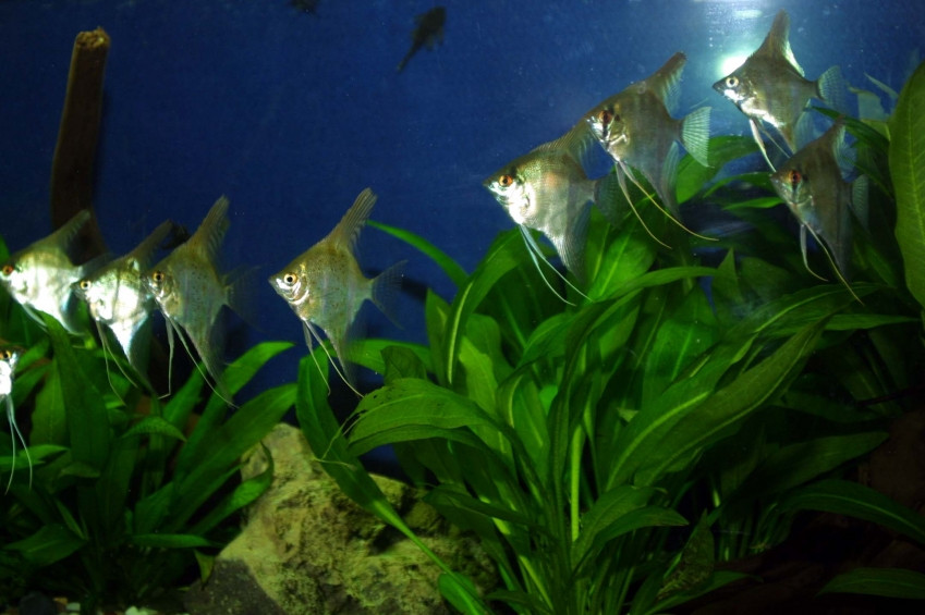 La Tulcea s-a deschis unul dintre cele mai mari acvarii din Europa