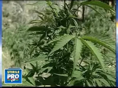 Un politician din SUA vrea legalizarea marijuanei pentru binele statului