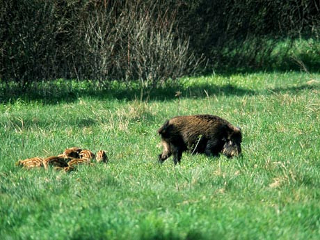 Salbaticiunile padurii sunt invitate la masa. Vanatorii le-au adus hrana pentru doua saptamani
