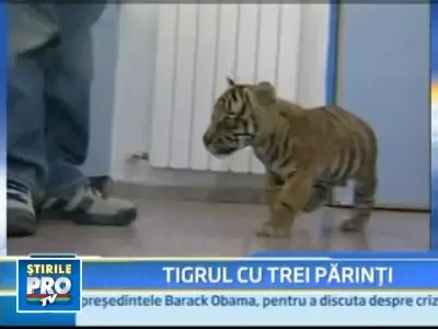 La gradina zoologica din Ierusalim, un pui de tigru a primit o noua sansa!