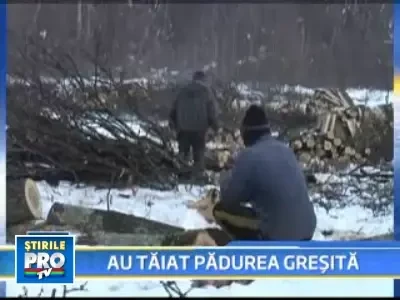 Prapad intr-o padure din Lugoj. 100 de copaci pusi la pamant de hoti