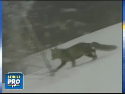 Vesti bune pentru turisti! Vreme perfecta la munte pentru iubitorii de schi