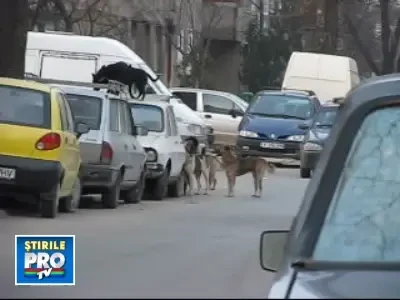 Who let the dogs up?