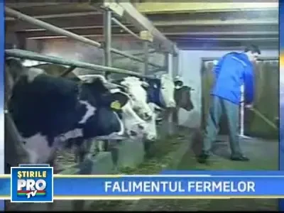 Fermele romanesti de bovine, in faliment! Le-a atins plaga crizei!