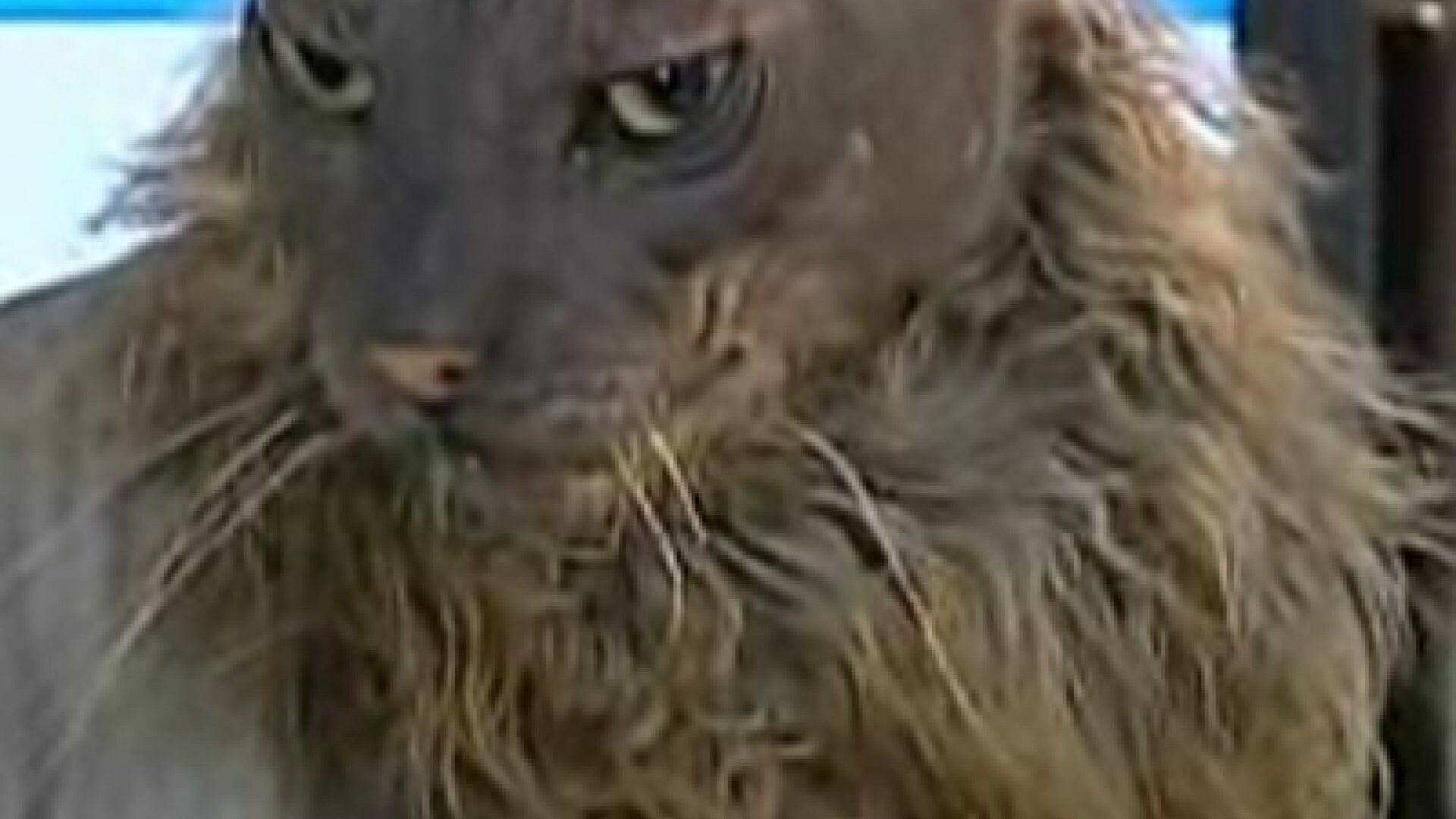 Un pisoi urat de mama focului!