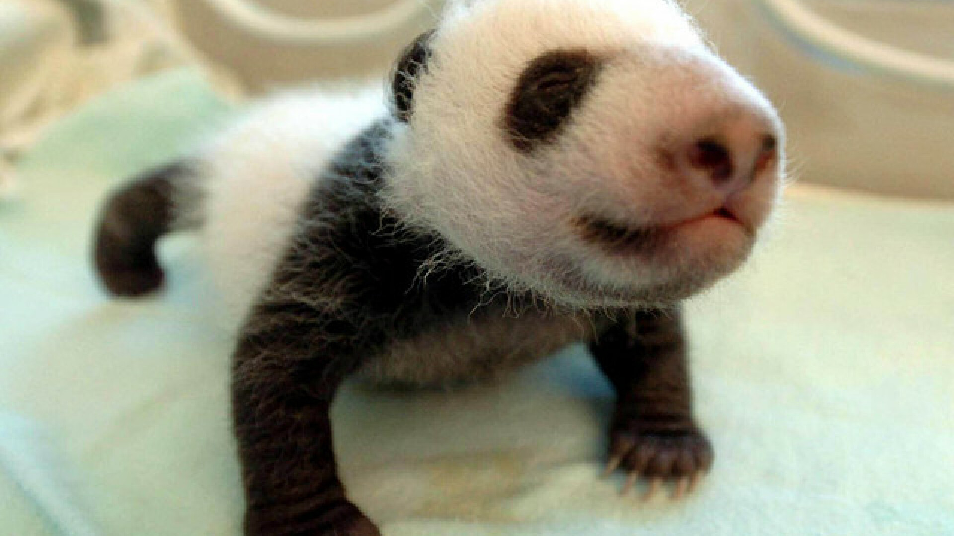 Gradinita de ursuleti panda!