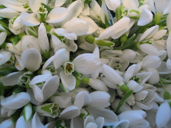 Petrecere de Martisor in Partidul Social Democrat!