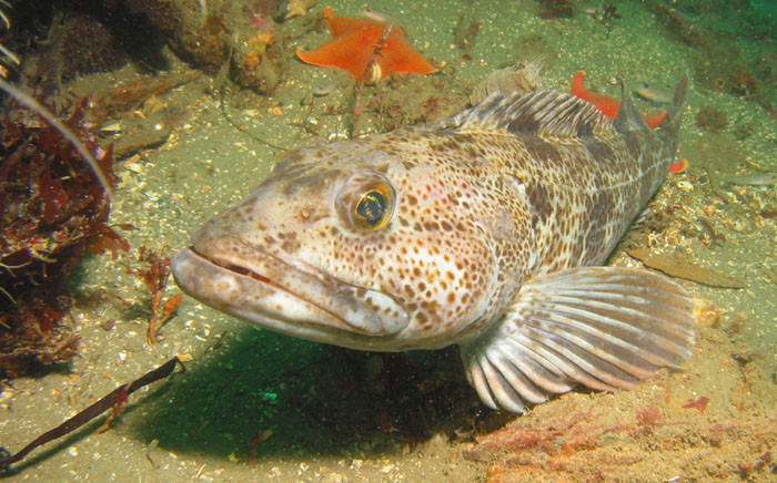 Dezastru in Delta! Pestii prinsi mor in navoade din cauza apei prea calde