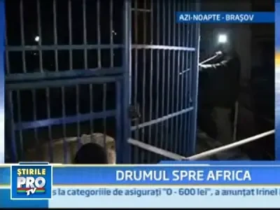 Va zbura cu avionul pana in Malawi! Si e leoaica adevarata!