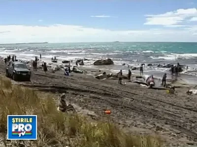 Operatiune de salvare contracronometru in Tasmania!