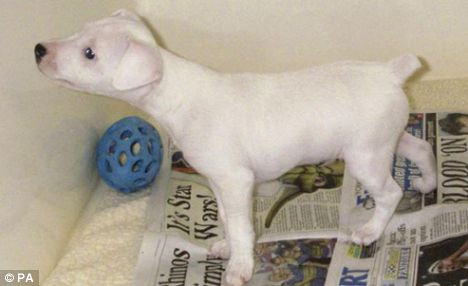 Un catelus a supravietuit, dupa ce a fost aruncat de la etajul 3!