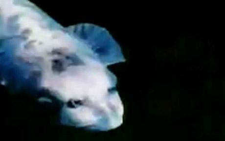 Pestele cu fata de om face valuri in Coreea de Sud!