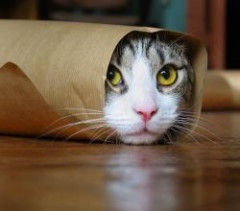 A fost Ziua Internationala a Cainilor si Pisicilor!