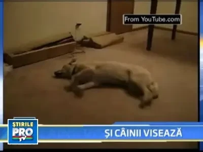 Si cainii pot fi somnambuli!