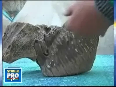 Parti din scheletul unui mamut, gasite in apele Siretului!