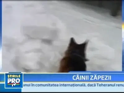 Cum ar fi sa stii ca viata ta depinde de mirosul fin al unui caine?