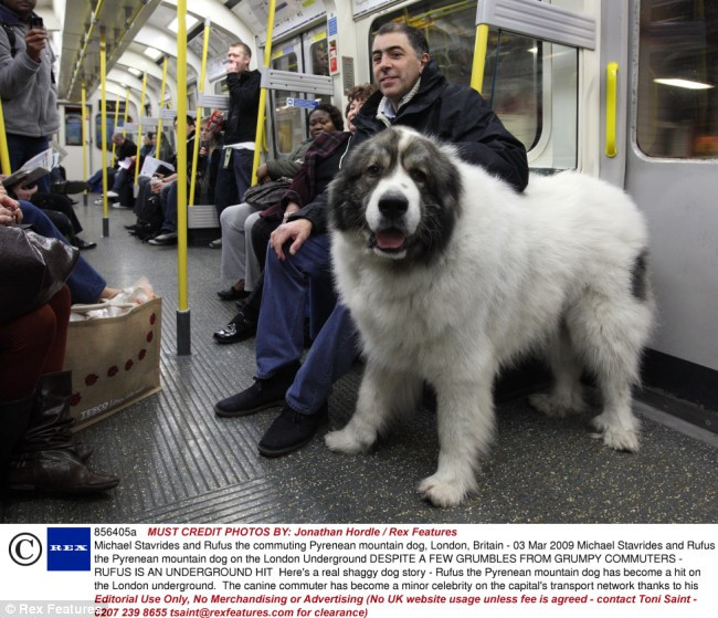 Rufus, mascota metroului londonez!