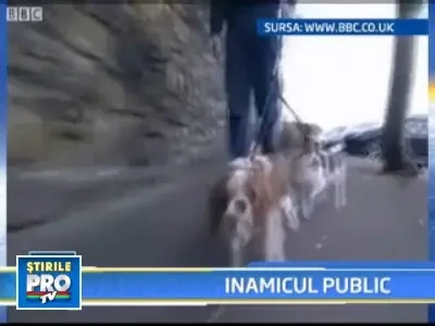 Intalnire de gradul trei! Sconcsul si cainii!