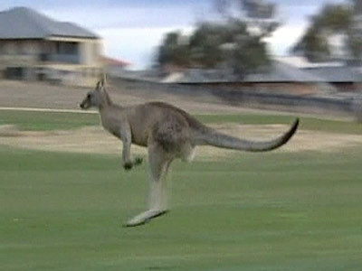 O familie din Australia, terorizata de un cangur!
