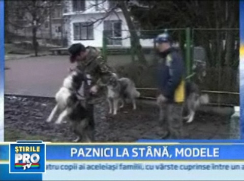 Oglinda, oglinjoara, cine e cel mai frumos caine din tara?